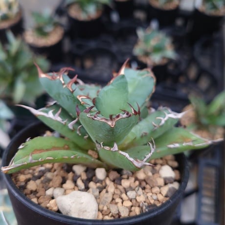 アガベ チタノタ 黒鯨 1 Agave titanota black whale