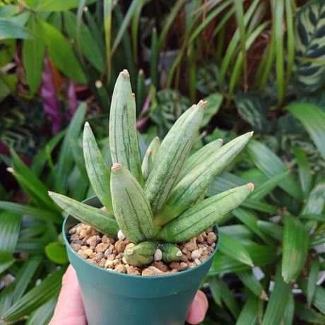 サンスベリア ヘッジホッグ 2 Sansevieria Hedgehog