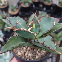 アガベ チタノタ 黒鯨 3 Agave titanota black whale