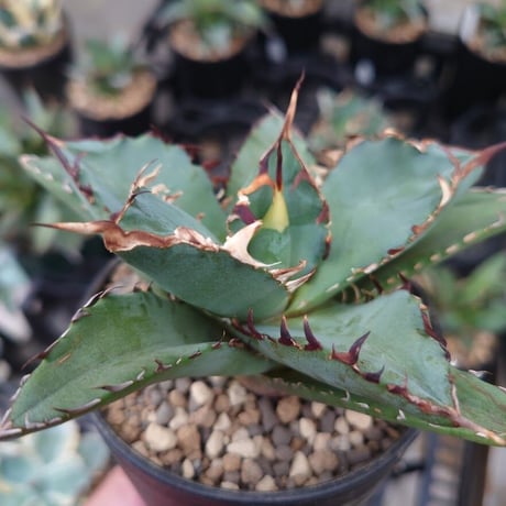 アガベ チタノタ 黒鯨 3 Agave titanota black whale