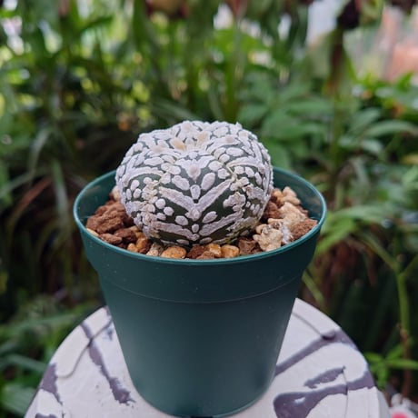 アストロフィツム スーパー兜 Vタイプ 3 Astrophytum asterias cv 'Super Kabuto' V