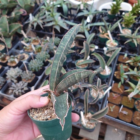 Sansevieria hallii Pink Bat サンスベリア ピンクバット 2 【送料一律500円】