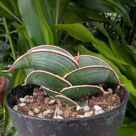 Sansevieria rorida サンスベリア ロリダ R15