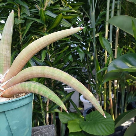 サンセベリア プフィステリ SANSEVIERIA PFISTERII