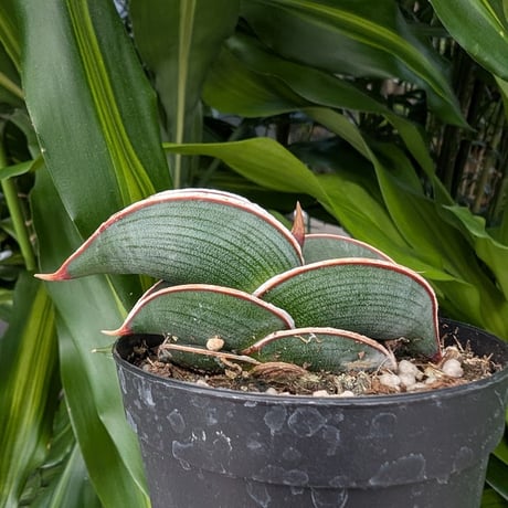 Sansevieria rorida サンスベリア ロリダ R19