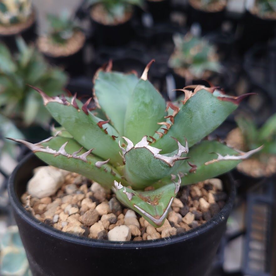 アガベ チタノタ 黒鯨 1 Agave titanota black whale | My-F アガベ チタノタ 黒鯨 1 Agave titanota black whale | My-F