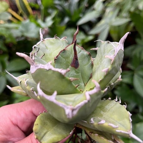 アガベ チタノタ アザラシ 海豹 CS2 agave titanota Compacta 'Seal'