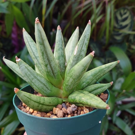 サンスベリア ヘッジホッグ 1 Sansevieria Hedgehog