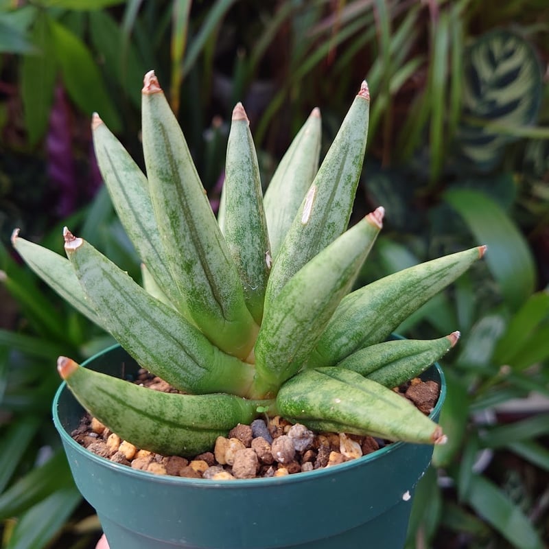 サンスベリア ヘッジホッグ 1 Sansevieria Hedgehog | My-Favth