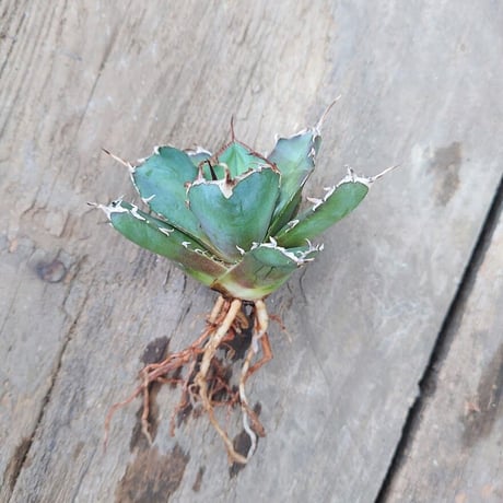 アガベ チタノタ 白鯨 3 Agave titanota white whale