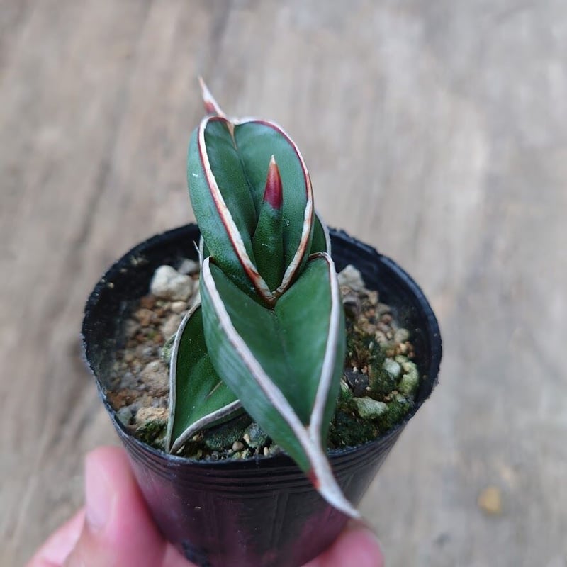 サンスベリア ロリダ 斑入 S. Rorida Variegated 2 サンセベリア