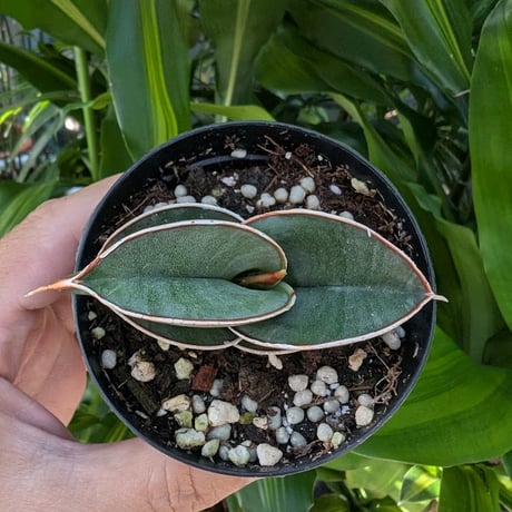 Sansevieria rorida サンスベリア ロリダ R11