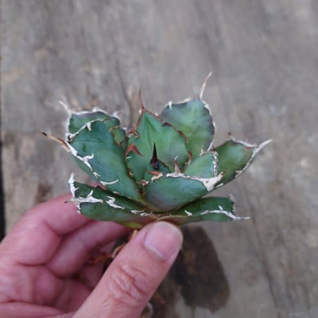 アガベ チタノタ 白鯨 3 Agave titanota white whale