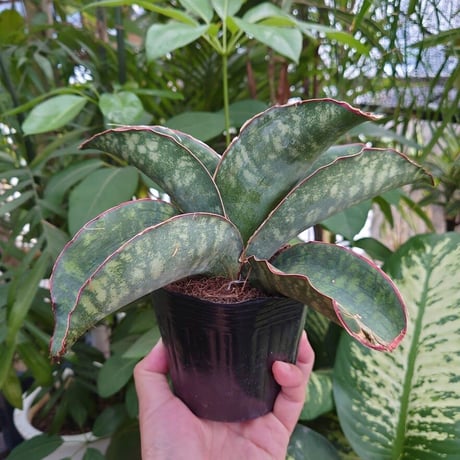Sansevieria sp. Mafinga Tanzania Dragon Wing サンスベリア ドラゴンウィング LL3