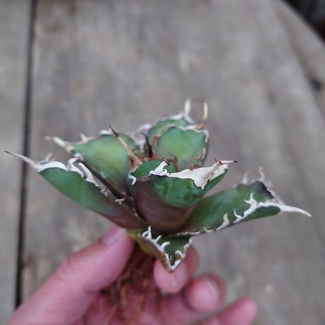 アガベ チタノタ 白鯨 1 Agave titanota white whale