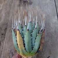 アガベ ユタエンシス ネバデンシス 1 Agave uthaensis var. nevadensis