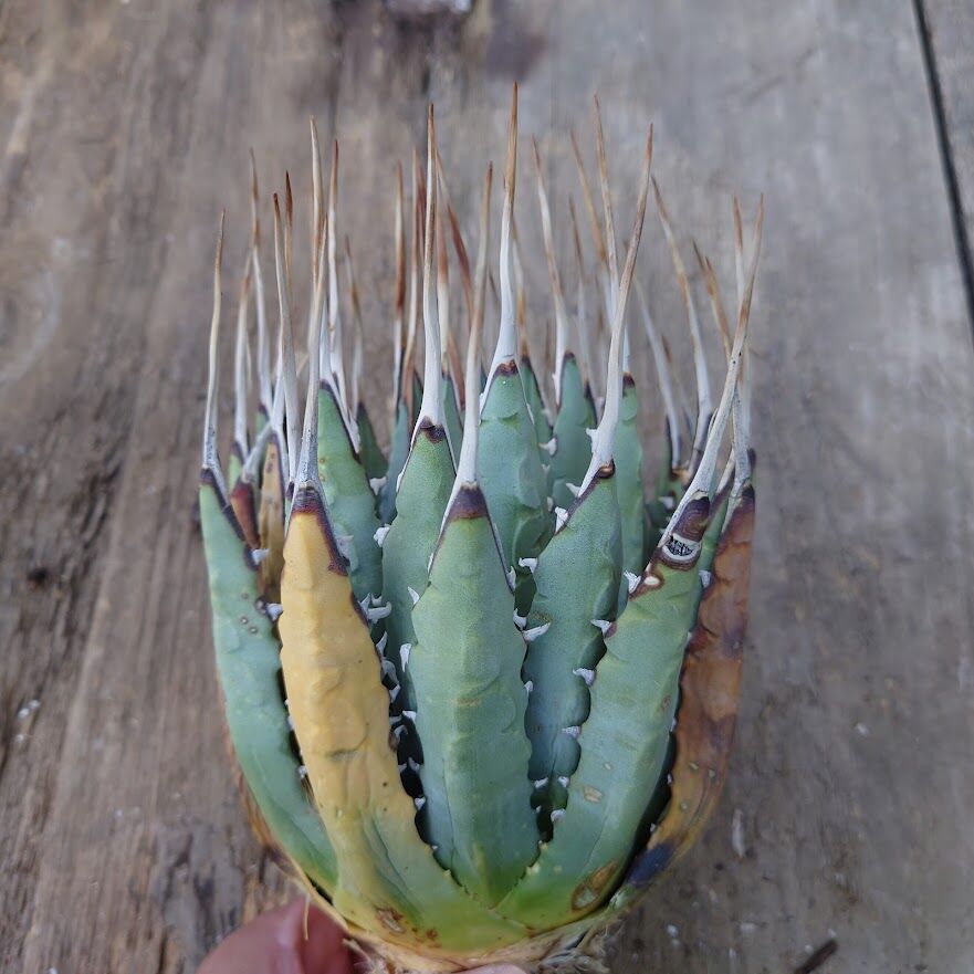アガベ ユタエンシス ネバデンシス 1 Agave uthaensis var. nevade
