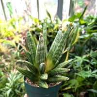 サンスベリア ヘッジホッグ 2 Sansevieria Hedgehog
