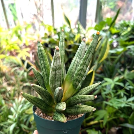 ☆S-38 希少 サンスベリア ヘッジホッグ 鉢ごとメルカリ発送 大セール中！3鉢価格！サンセベリア サンスベリア 複数株植え 7号鉢 苗