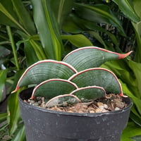 Sansevieria rorida サンスベリア ロリダ R21