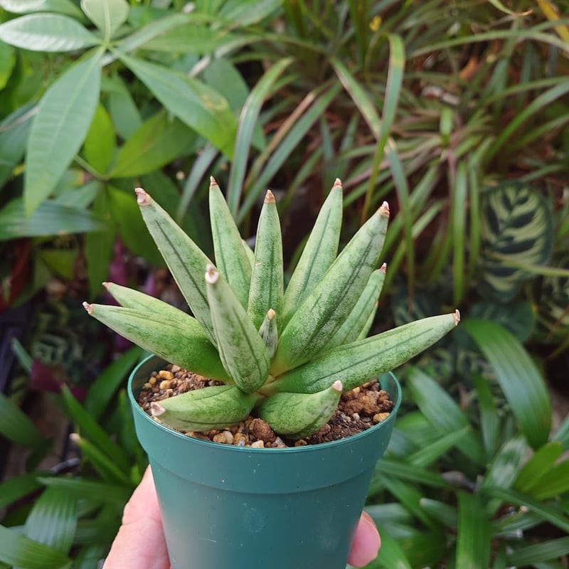 サンスベリア Sansevieria Sanruk サンセベリア カナリキュラータ Sansevieria canaliculata 20230813