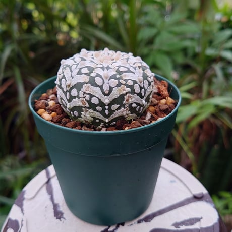 アストロフィツム スーパー兜 Vタイプ 4 Astrophytum asterias cv 'Super Kabuto' V