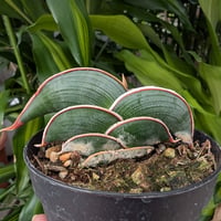 Sansevieria rorida サンスベリア ロリダ R12