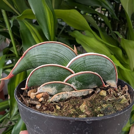Sansevieria rorida サンスベリア ロリダ R12