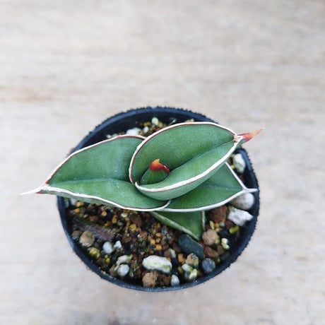 Sansevieria rorida サンスベリア ロリダ R9