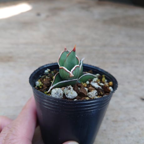 Sansevieria rorida サンスベリア ロリダ R4