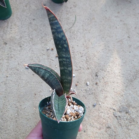 Sansevieria hallii Pink Bat サンスベリア ピンクバット 2 【送料一律500円】