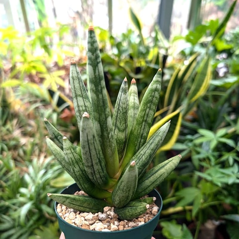 サンスベリア ヘッジホッグ 2 Sansevieria Hedgehog | My-Favth