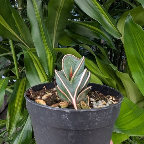 Sansevieria rorida サンスベリア ロリダ R22