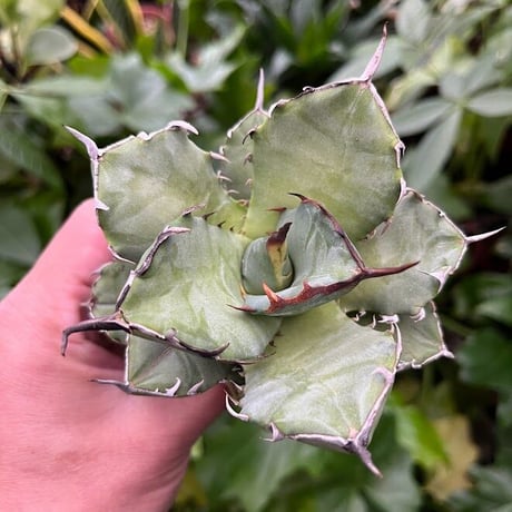 アガベ チタノタ アザラシ 海豹 CS3 agave titanota Compacta 'Seal'
