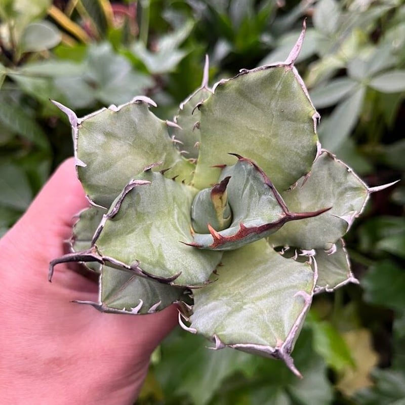 アガベ チタノタ アザラシ 海豹 CS3 agave titanota Compacta 'S