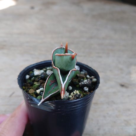 Sansevieria rorida サンスベリア ロリダ R6