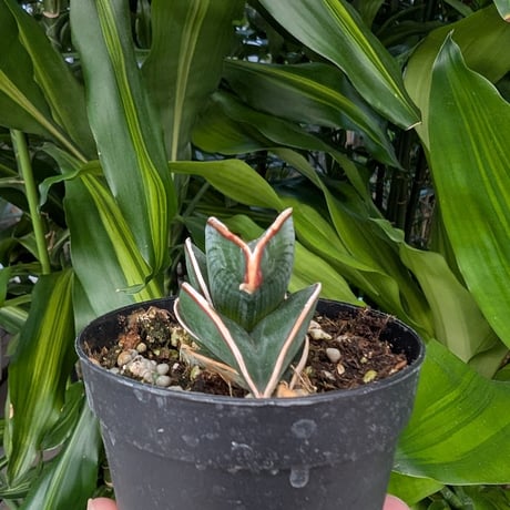 Sansevieria rorida サンスベリア ロリダ R22