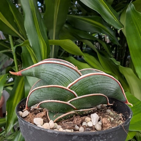 Sansevieria rorida サンスベリア ロリダ R16