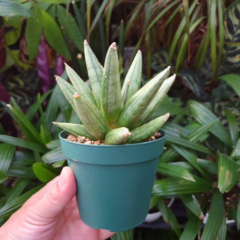 サンスベリア ヘッジホッグ 5 Sansevieria Hedgehog | My-Favth