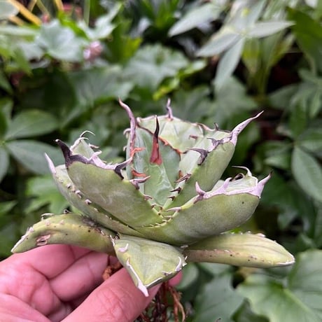 アガベ チタノタ アザラシ 海豹 CS4 agave titanota Compacta 'Seal'