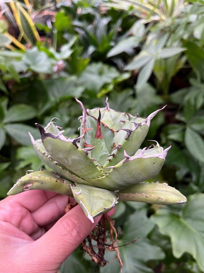 アガベ チタノタ アザラシ 海豹 CS4 agave titanota Compacta 'S