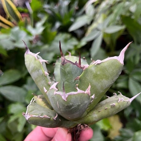 アガベ チタノタ アザラシ 海豹 CS3 agave titanota Compacta 'Seal'