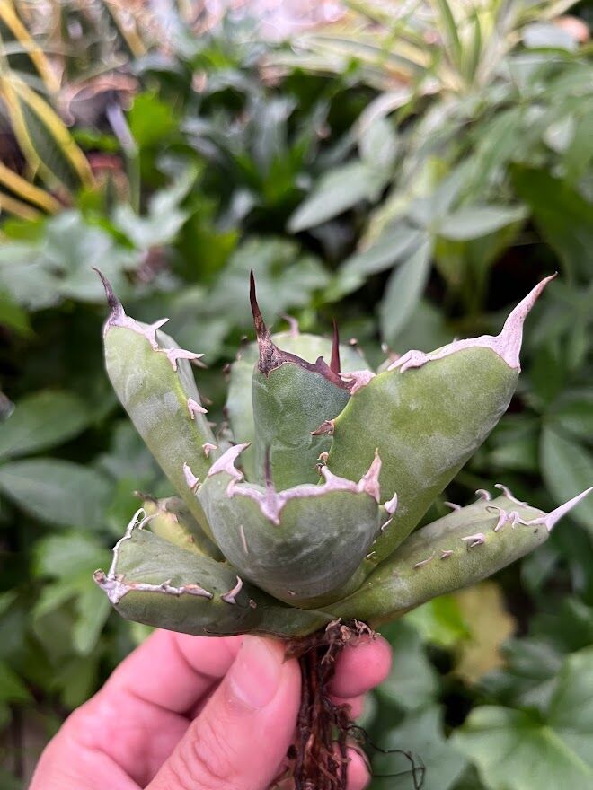 アガベ チタノタ アザラシ 海豹 CS3 agave titanota Compacta 'S