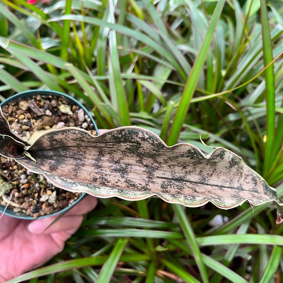 Sansevieria kirkii var. pulchra Coppertone サンスベ