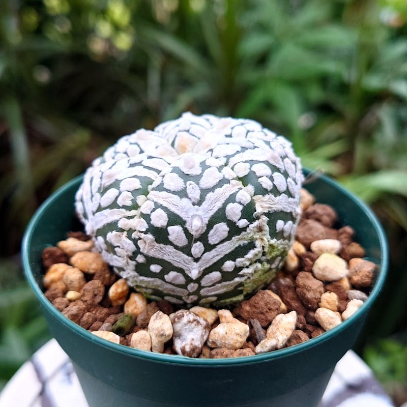 アストロフィツム スーパー兜 Vタイプ 3 Astrophytum asterias cv '