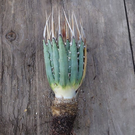 アガベ ユタエンシス ネバデンシス 5 Agave uthaensis var. nevadensis
