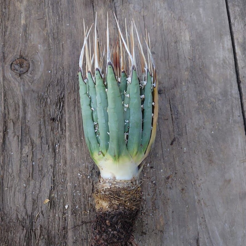アガベ ユタエンシス ネバデンシス 5 Agave uthaensis var. nevade