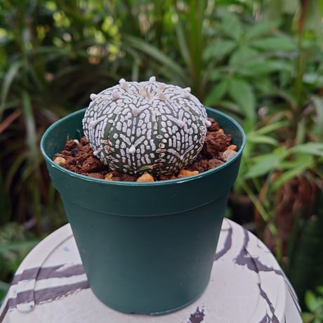 アストロフィツム スーパー兜 Vタイプ 1 Astrophytum asterias cv 'Super Kabuto' V