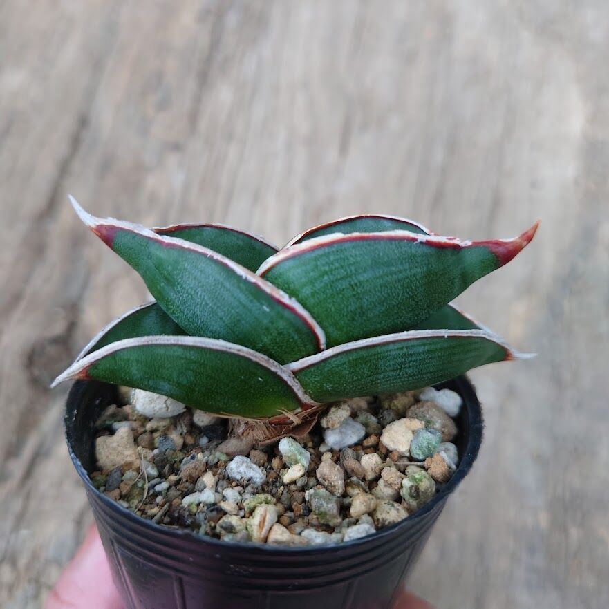 サンスベリア ヘッジホッグ 4 Sansevieria 鬱陶しく Hedgehog