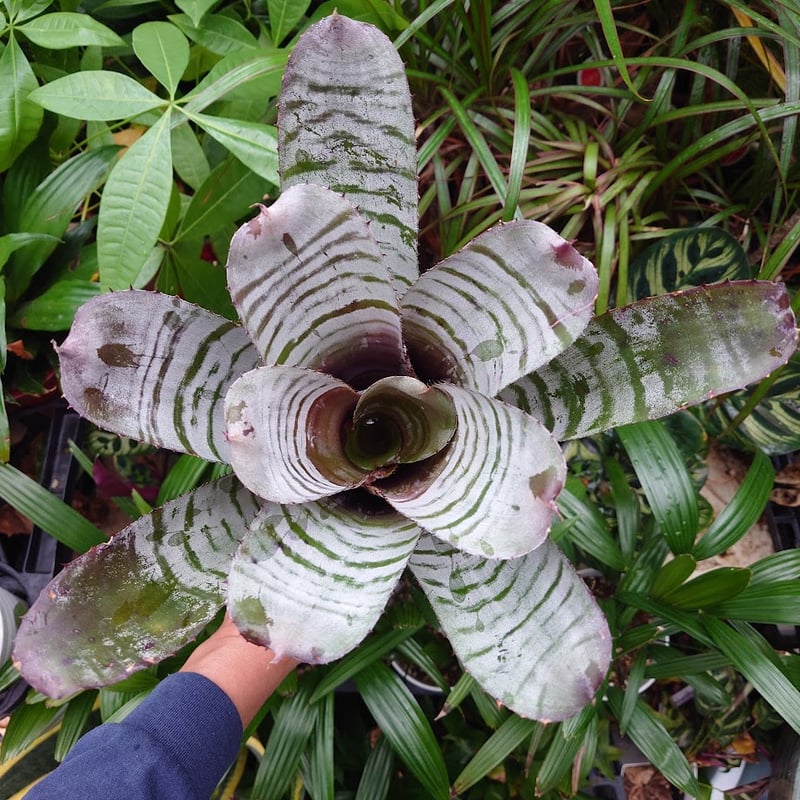 【超大型・美株】　エクメアチャンティニー ブラックアイス③ エクメア チャンティニー ブラックアイス 3 Aechmea chantinii CV. Bl